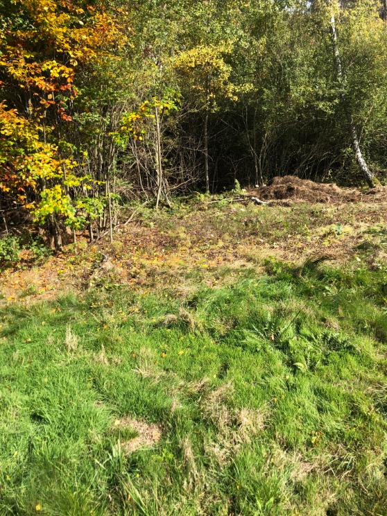 výřez invazivní vrby Horní město - skály